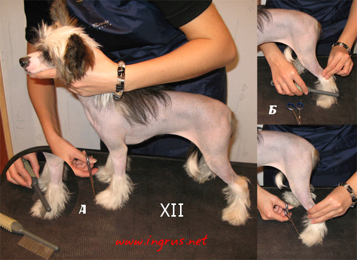 Выстреганияе контура лап у китайской хохлатой собаки фото