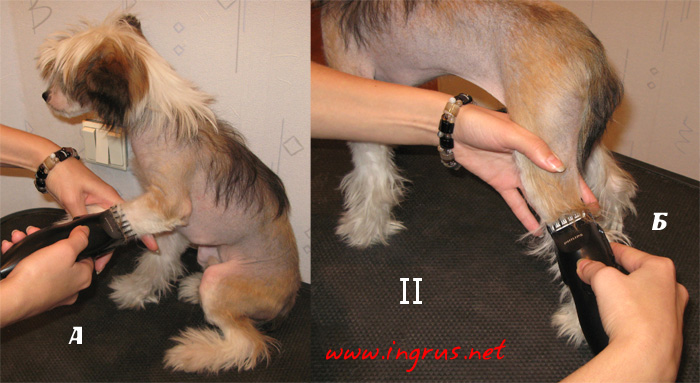 Обработка корпуса китайской хохлатой собаки машинкой для стрижки волос фото