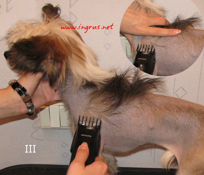 Обработка китайской хохлатой собаки машинкой для стрижки волос или триммером фото