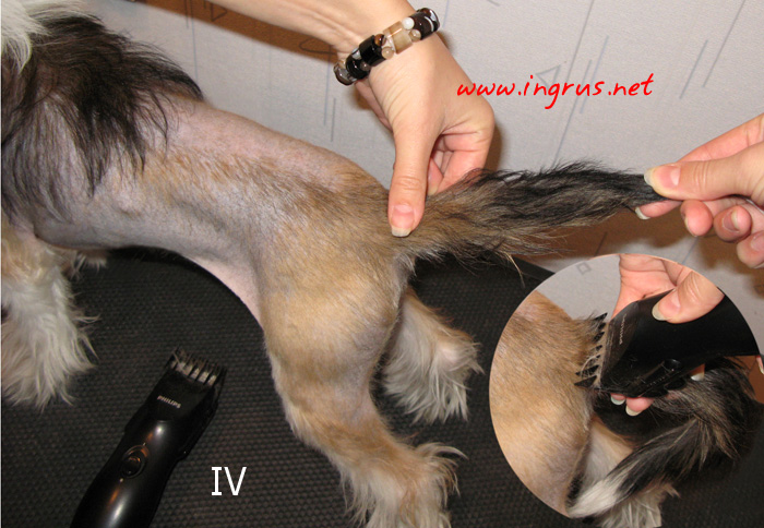 Обработка спины китайской хохлатой собаки машинкой для стрижки волос фото