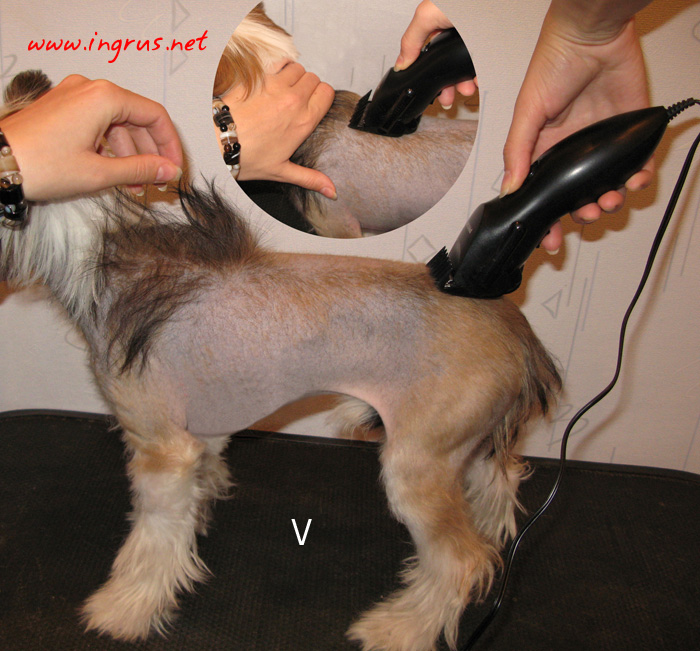 Обработка хвоста китайской хохлатой собаки машинкой для стрижки волос фото