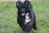 китайская хохлатая собака щенок пуховка черного окраса