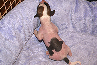 китайская хохлатая собака новорожденный щенок