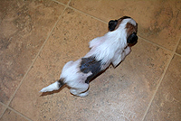 китайская хохлатая собака месячный щенок