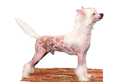 китайская хохлатая собака Ангелочек Ультрамарин - стандарт породы