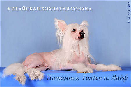 китайская хохлатая собака Ангелочек Ультрамарин - стандарт породы