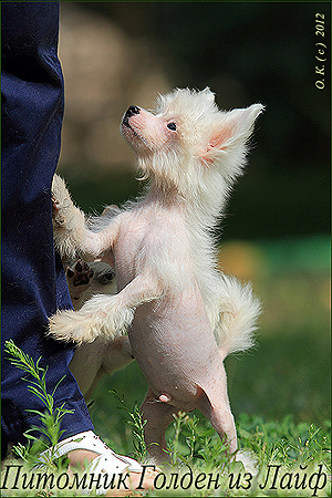Щенок китайской хохлатой собаки фото