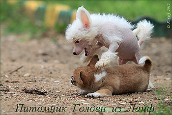 Щенок китайской хохлатой собаки и щенок чихуахуа г/ш фото
