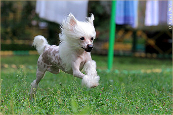 Китайская хохлатая собака Ангелочек Ультрамарин