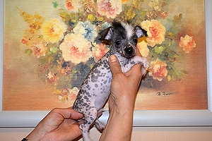 Китайской хохлатой собаки щенок супер-мини голая девочка