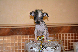 Китайской хохлатой собаки щенок супер-мини голая девочка