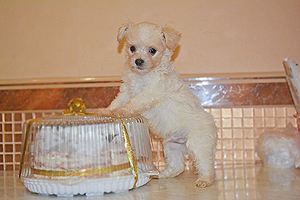 Китайской хохлатой собаки щенок супер-мини голый