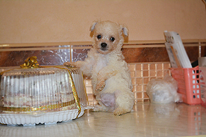 Китайской хохлатой собаки щенок супер-мини голый